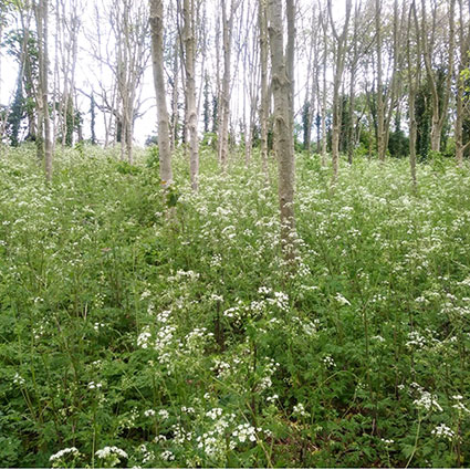 Cash's Copse and Park