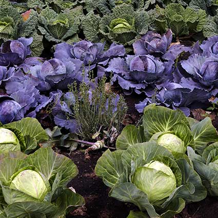 cabbages