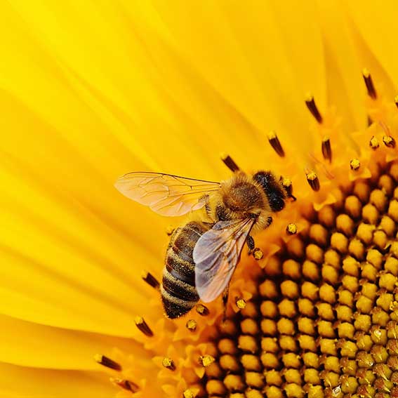 bee on flower