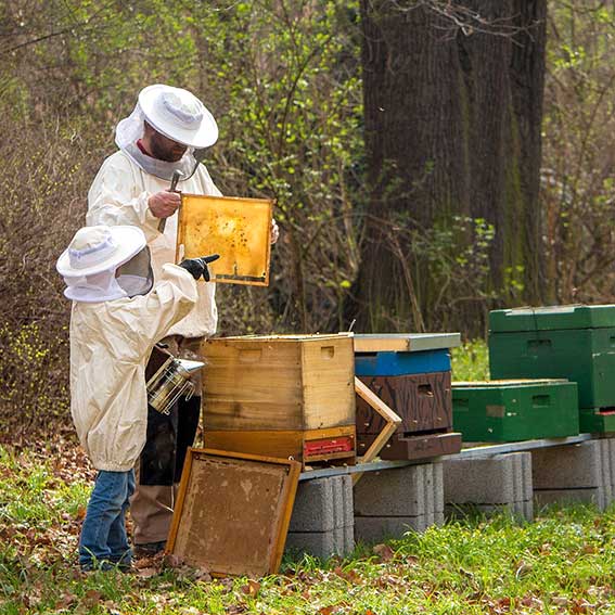 beekeepers