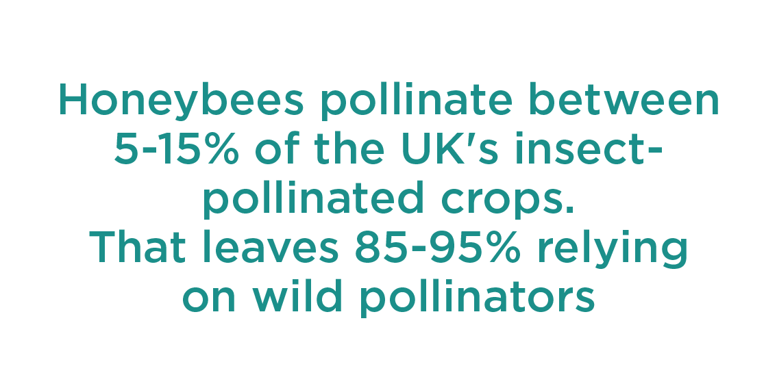 Honeybees pollinate 5 - 15% of teh UK's insect
              pollinated crops
