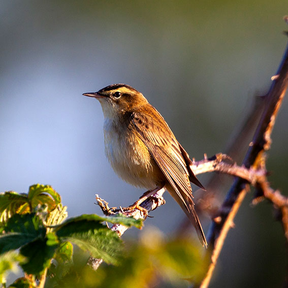 Sedge Warbler on bramble bush