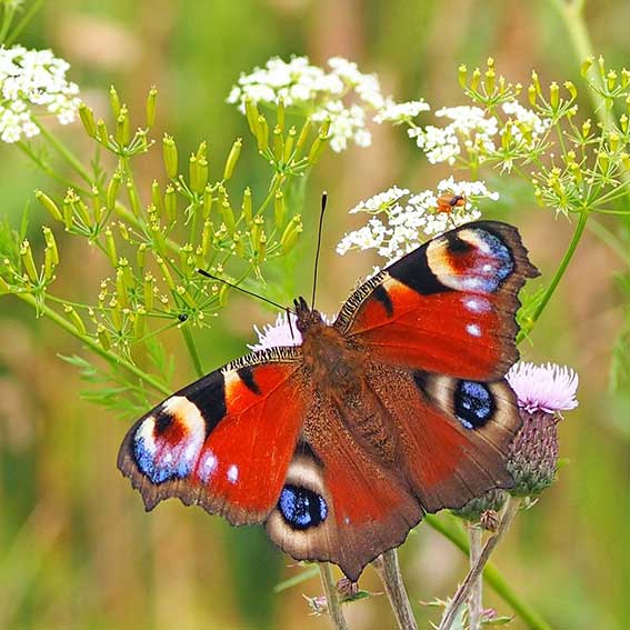 butterfly on wildflowers