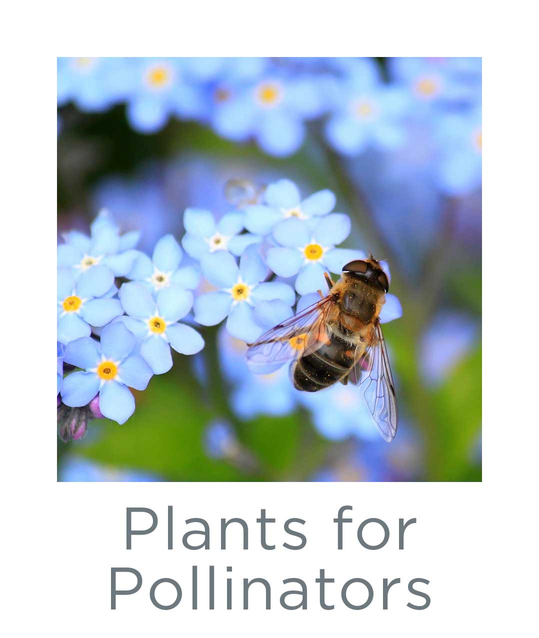 Plants for Pollinators