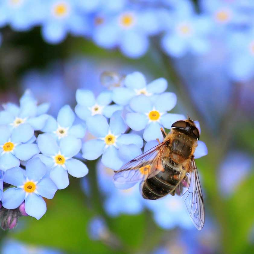 Plants for Pollinators