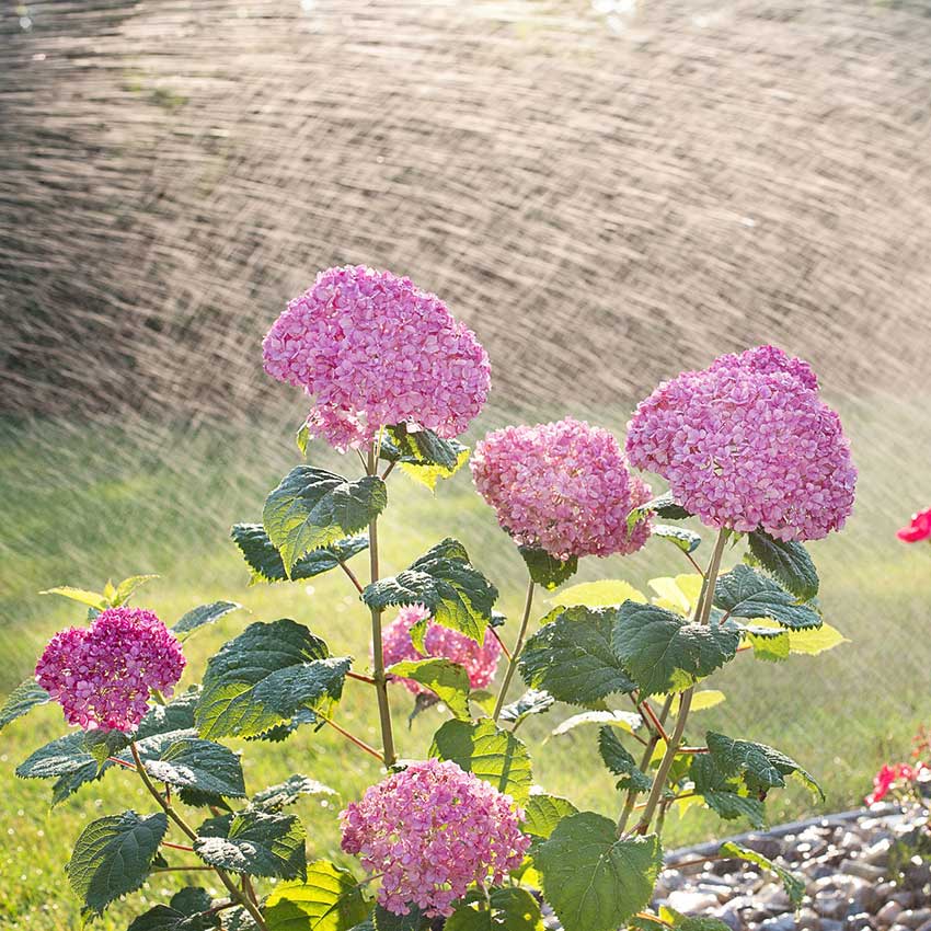 watering the garden